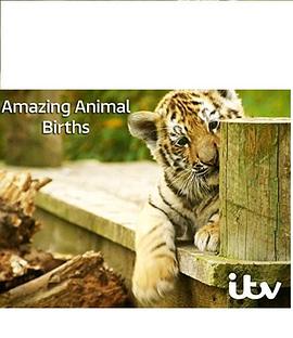 動物出生的奇妙過程第一季(全集)